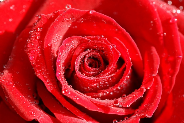 Hoa hồng đỏ và ý nghĩa của nó